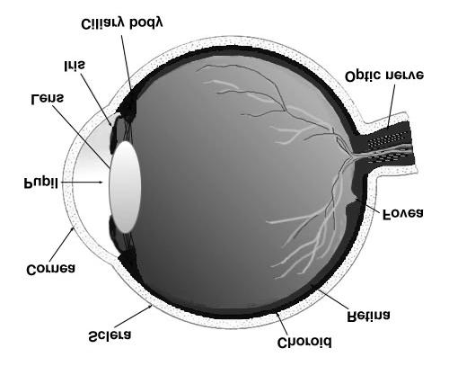 cornea, Is focused by cornea and lens, Forming
