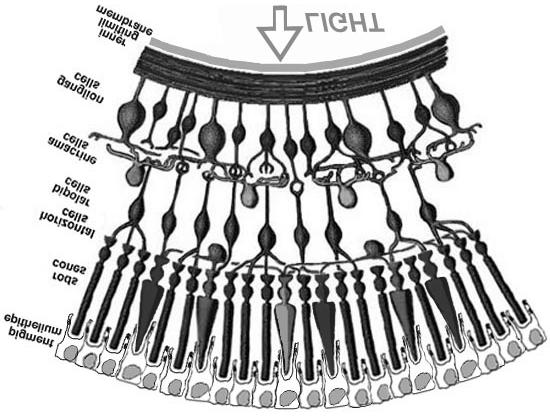 The Retina Photoreceptors (innermost layer) Bipolar cells Ganglion cells (outermost layer) Axons form optic nerve. Two other layers of nerve cells.