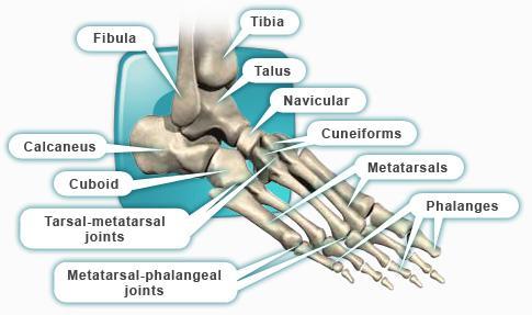 ANKLE JOINT ANATOMY The ankle joint is a synovial joint of the hinge type. The joint is formed by the distal end of the tibia and medial malleolus, the fibula and lateral malleolus and talus bone.