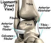 medial aspect of the talus bone. 3.