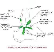 lateral malleolus to the heel bone