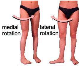 MOVEMENTS OF HIP JOINT From the anatomical position, the range of abduction of the hip joint is usually greater than for adduction.