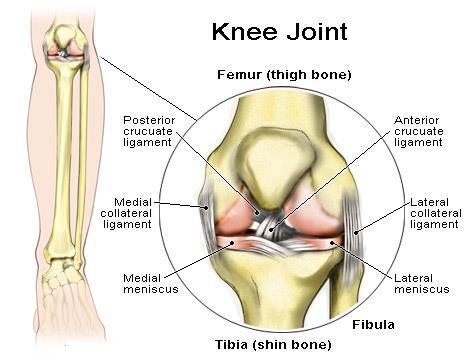 medial femoral and tibial condyles 1 intermediate