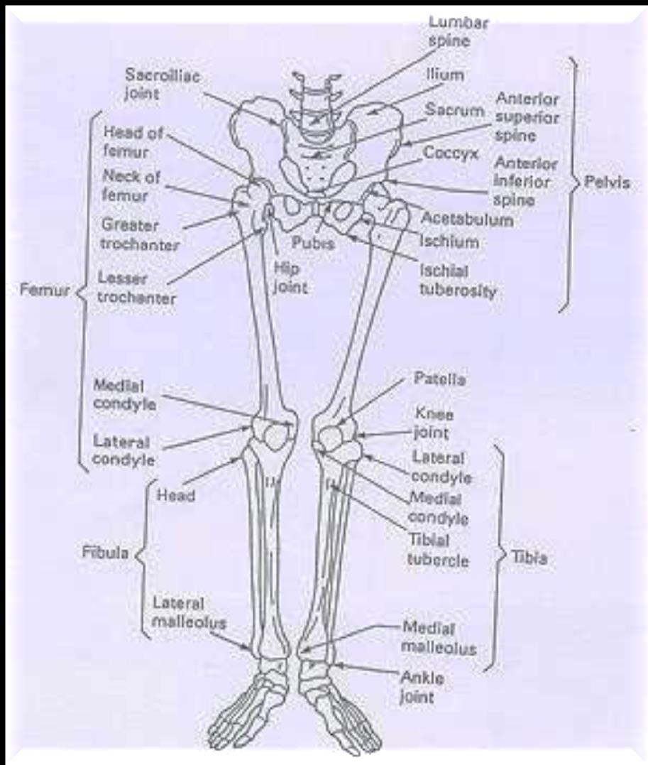 remaining joints of the lower limb Hip joint