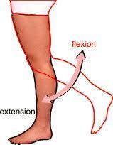 In the weight-bearing flexed knee, Posterior Cruciate Ligament the