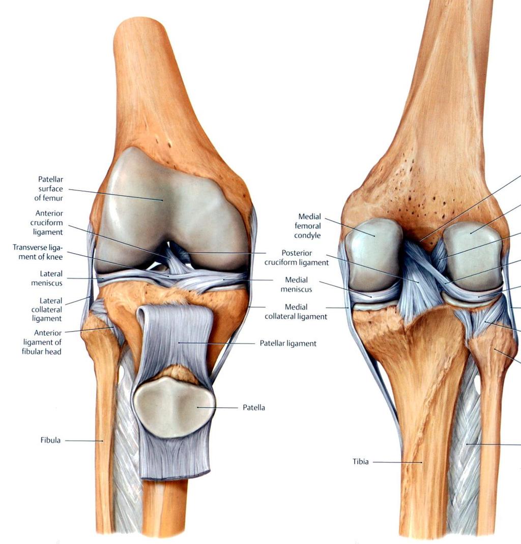 Menisci of the knee joint are crescentic