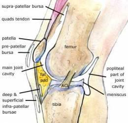 BURSAE AROUND KNEE JOINT There are at least 12 bursae around the knee joint because most tendons run parallel to the bones and pull lengthwise across the joint during knee movements.