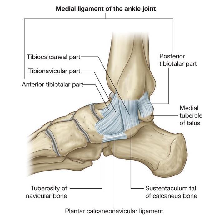 ANKLE JOINT Medial (Deltoid) ligament of the ankle strong and triangular in shape 1.