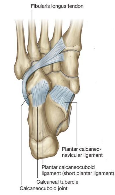 Short plantar ligament plantar calcaneocuboid ligament Short, wide, and very strong Connects calcaneal tubercle to the inferior surface