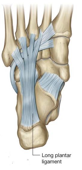 Long plantar ligament Longest ligament in the sole of the foot. Lies inferior to the plantar calcaneocuboid ligament.