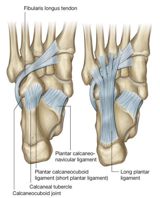 MAJOR LIGAMENTS OF FOOT Plantar calcaneonavicular ligament (spring ligament)