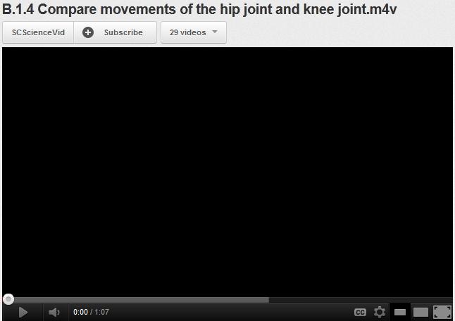 MOVEMENTS OF HIP JOINT Flexion-extension