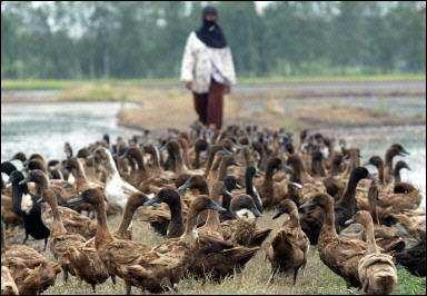 Ducks Vietnam 60 million many free range Reduce to 40 million