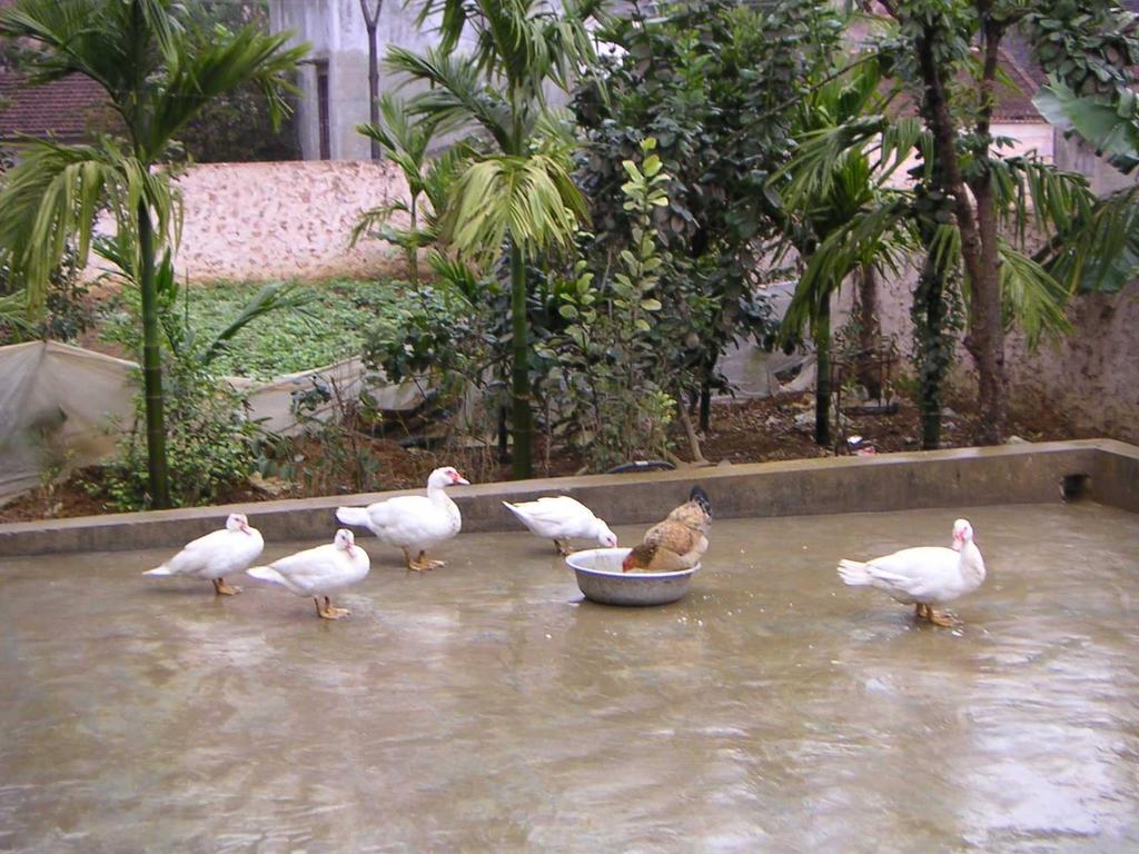 Continuing Evolution of H5N1 in Ducks in Asia Nov.