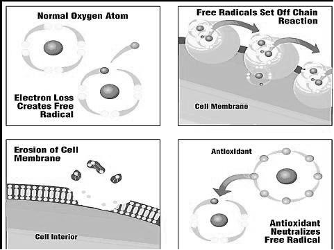 Antioxidants Over time, our brain cells experience wear and tear from various oxidants known as free radicals (as well as cell division).