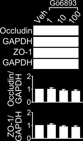 Caco-2Bbe1 cells were treated with Gö6893 for 24 h in the