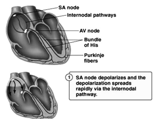 Figure 25.2 The heart cycle is divided into five phases Figure 25.2 The heart cycle is divided into five phases 1. ATRIAL SYSTOLE A. End Diastolic volume 2. ISOVOLUMETRIC CONTRACTION A.