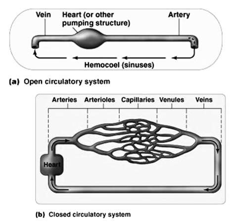 Circulatory Systems Figure 9.