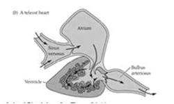 Figure 25.14 The circulatory plan in gillbreathing fish 1. closed system 2.
