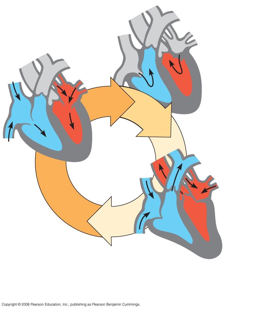 Cardiac cycle Mammalian Heart Semilunar valves closed 2 Atrial systole;