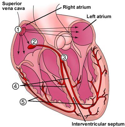 Cardiac Cycle The lub- dup sound of a heart beat recoil of blood against AV valves (lub) then against semilunar valves (dup) Backflow of