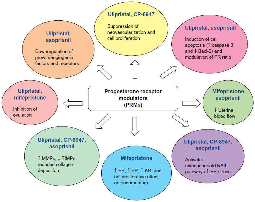 Progesterone Receptor Modulators: Ulipristal Two randomized trials, industry funded, in Europe Placebo vs. Ulipristal (n=242) GnRHa vs.