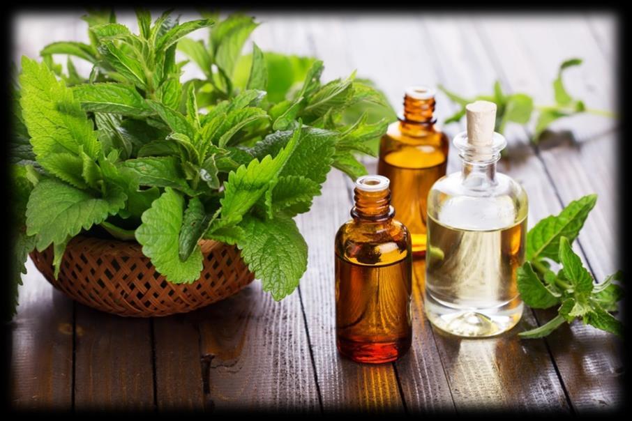 Peppermint Origin: Native of Mediterranean Peppermint Oil Benefits Reduces stomach aches Soothe digestive issues Freshens bad breath Relieves headaches