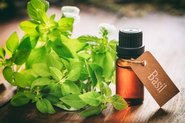 Basil Origin: Ancient Greek Scent: Slightly licorice Benefits: Anti- Inflammatory, Joint Pain, PMS Relieve Basil essential oil benefits include: Fighting bacteria Fighting infections