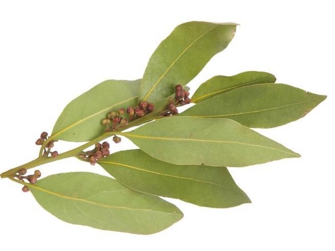 Bay Leaf Origin: Native to the Mediterranean Scent: Spicy Benefits: Relaxes Muscles, Relieves Pain Other Benefits: Treatment for Diabetes Good for