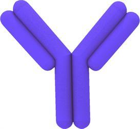 Antibodies! WHAT s an ANTIBODY? An antibody is a protein produced by the body's immune system when it detects foreign substances, called antigens!