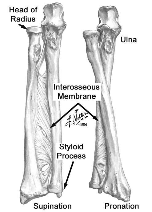 f. The lateral epicondyle is the roughened area on the lateral side of the humerus superior to the capitulum. It forms the common origin for the superficial group of extensor muscles of the forearm.