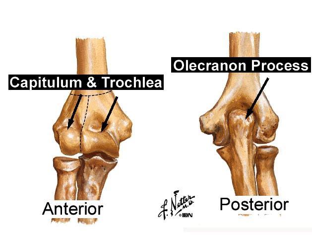 B. Elbow Joint (Grants Atlas 12 th ed 6.50, 6.51. 6.52) 1. At the posterior aspect of the elbow the olecranon process is palpable.