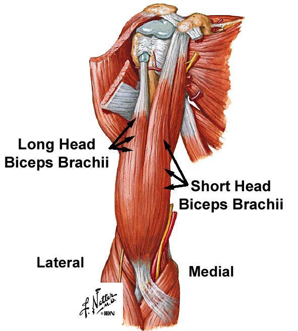 A. Biceps brachii (C5, C6): The most superficial muscles of the anterior compartment of the arm. Moores 3 rd ed. p 436 Fig 6.16, Grant's Atlas 12 th ed.: 6.33, 6.