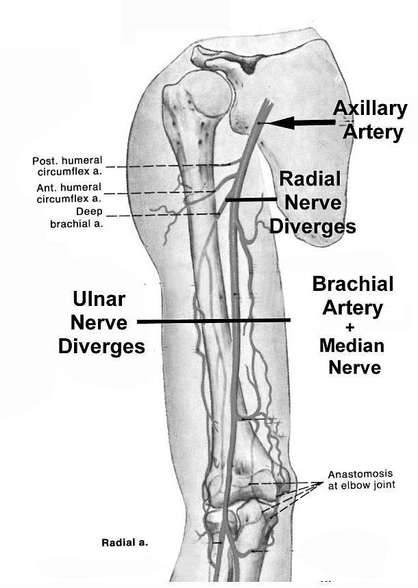 3. The radial nerve and profunda brachii (deep brachial) branches of the brachial vessels diverge from the brachial artery high in the arm and spiral around to the posterior aspect humerus along the