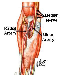 Just below the insertion of the deltoid the radial nerve reaches the lateral intermuscular septum and then passes between the brachioradialis and brachialis muscles to enter the forearm. 4.
