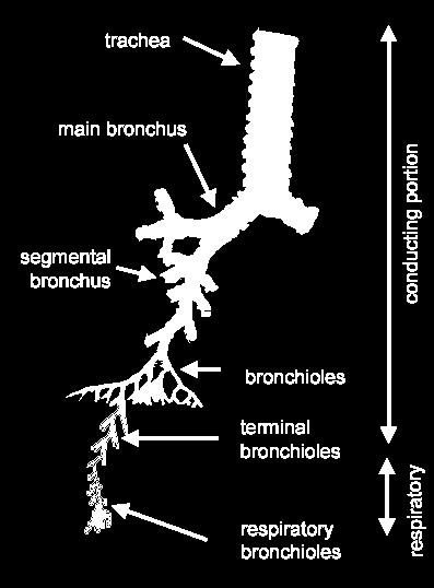 Bronchi branches