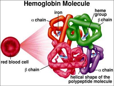 Transport of respiratory gases 98% of oxygen is bound to hemoglobin as oxyhemoglobin. Each hemoglobin molecule has the capacity to bind with four oxygen molecules.