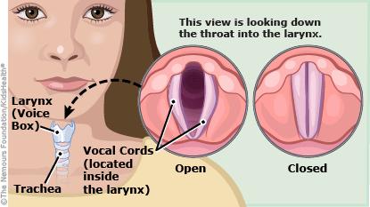 Larynx At the opening of the trachea is
