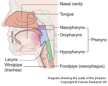 Pharynx and epiglo<s Passes pharynx to reach the trachea The