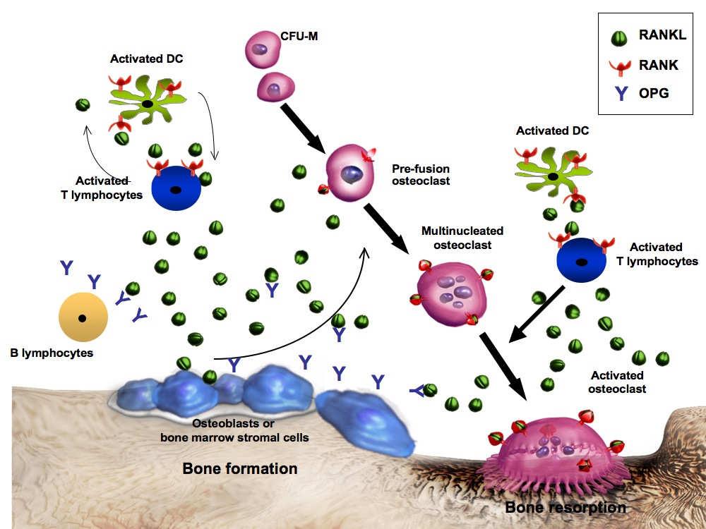 Estrogen Treatment Works Like other Anti Resorptive Agents but generally Mechanism of Blocks Fracture the recruitment of osteoclasts Risk Reduction Bone Remodeling:Rankl/OPG Antiresorptive Therapy