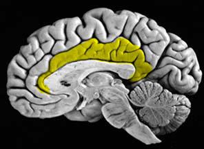 From neuroimaging studies, three major regions of prefrontal cortex are implicated in executive attention: 1) anterior cingulate cortex Activated by tasks that require high motivation or resolution