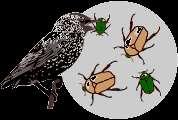 To find out how it works, imagine a population of beetles: 1. There is variation in traits.