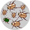 There is heredity. The surviving brown beetles have brown baby beetles because this trait has a genetic basis. 4.