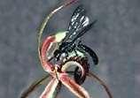 Orchids fool wasps into "mating" with them. Katydids have camouflage to look like leaves. Non-poisonous king snakes mimic poisonous coral snakes.