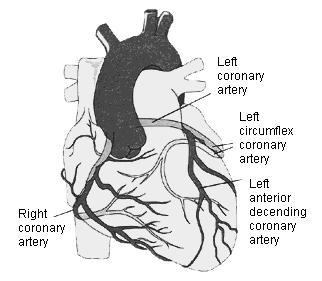 Coronary Circulation vs Other Circulation Angina Coronary Occlusion most tissues can increase O 2 extraction with demand