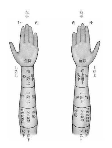ulnar From thenar to point Chize LU-5 Comparable to the pulse locations in Nejing Mainly reflect the condition of the
