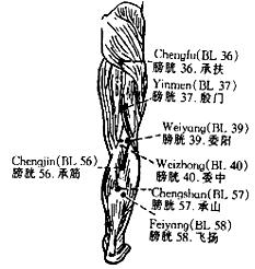 166 Method: Puncture obliquely 0.5-0.8 cun. 10) Weishu (BL 21) Location: 1.5 cun lateral to the spinous process of the 12th thoracic vertebra (Fig. 41).
