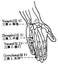 a. It originates from the tip of the ring finger (Guanchong, SJ 1), (1) running upward between the 4th and 5th metacarpal bones (2) along the dorsal aspect of the wrist (3) to the lateral aspect of