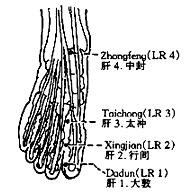 1) Taichong (LR 3) Location: On the dorsum of the foot, in the depression distal to the junction of the 1st and 2nd metatarsal bones (Fig. 63).