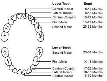 Pattern of primary tooth eruption The typical pattern of primary tooth eruption is: 1. Lower central incisors 2. Upper central incisors 3.